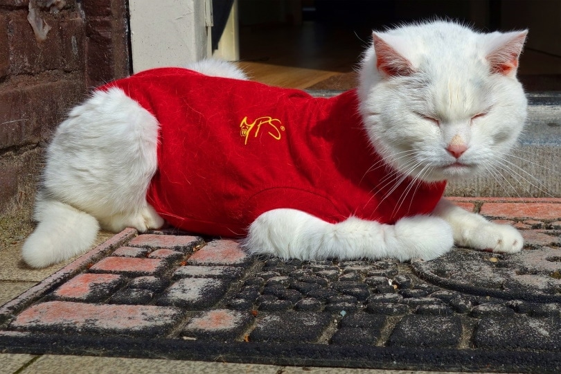 Cat Clothes Sewing Pattern: A Step-by-Step Guide to Dressing Your Feline Friend